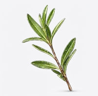 Aceite De Arbol De Te Microencapsulado