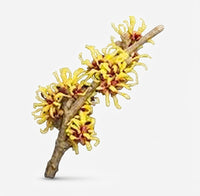 Destilado De Hamamelis